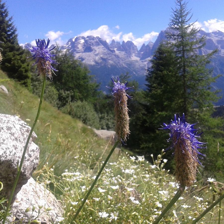 Maso Pin Bed & Breakfast Madonna di Campiglio Exterior photo